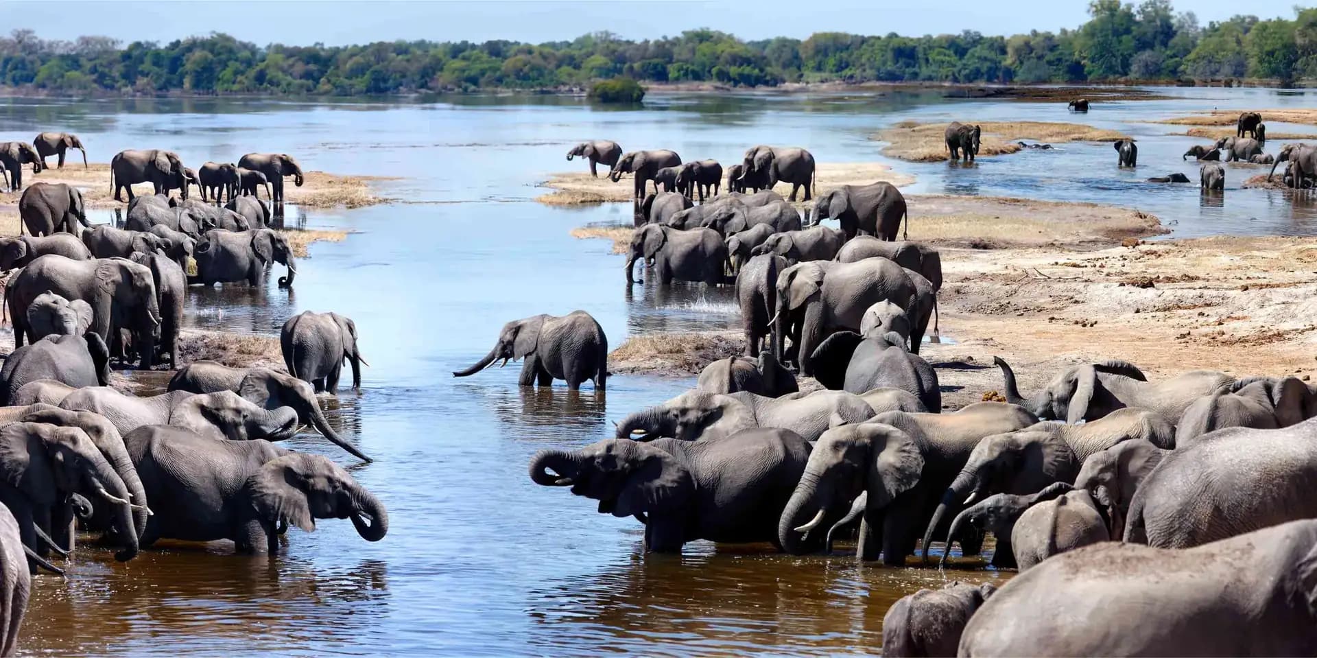 Enormous elephant herd gathering at the Chobe river on a luxury Botswana safari